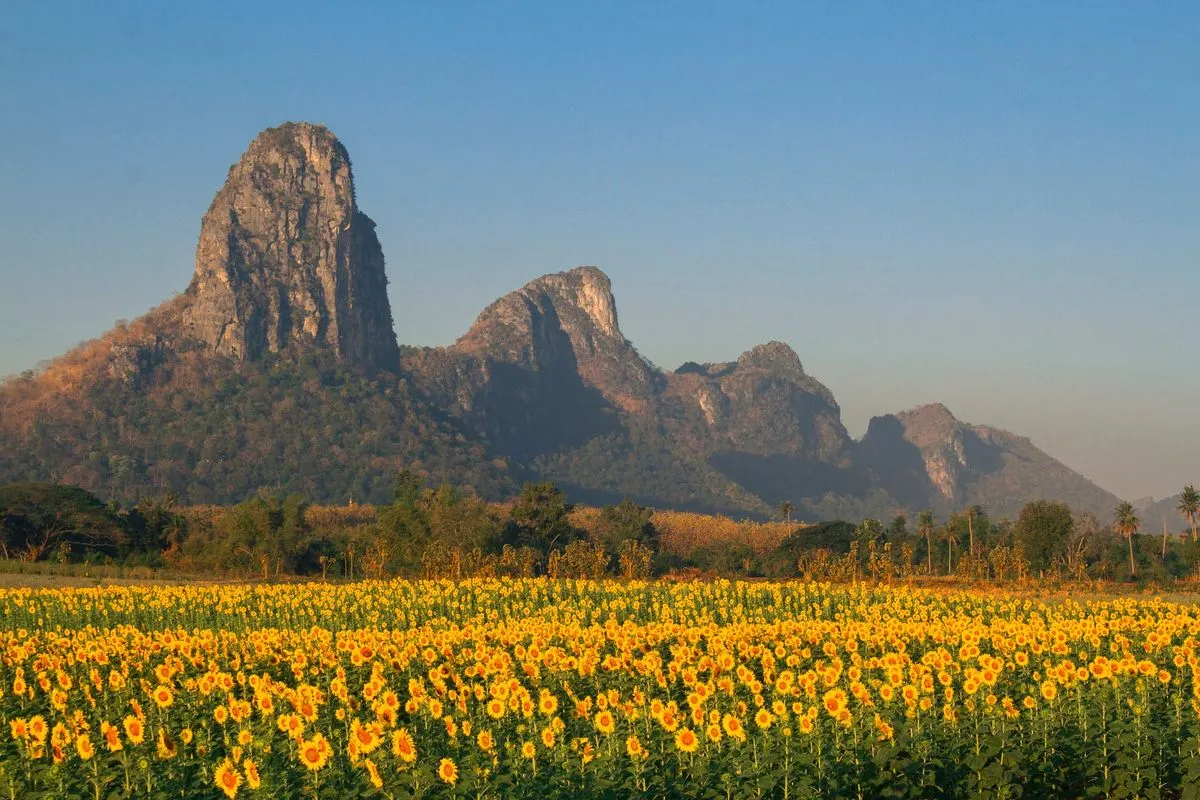 Khao Chin Lae sunflower fields